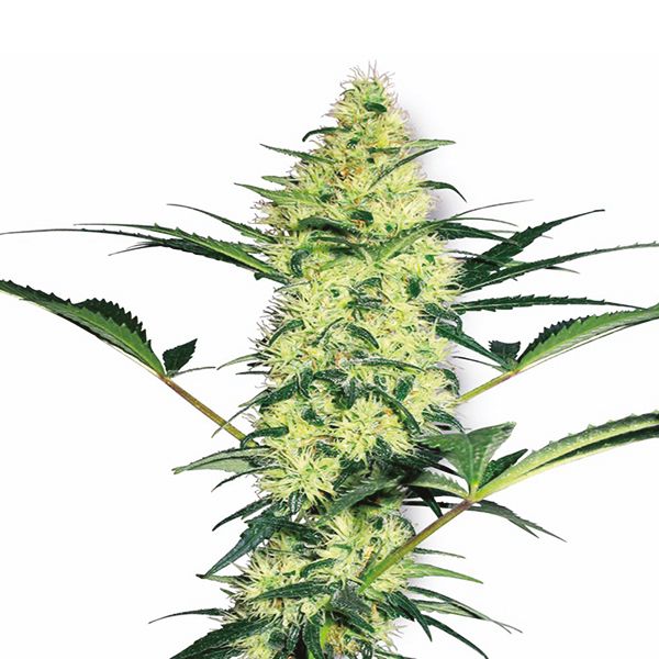 Buy Critical Mass Seeds online USA 