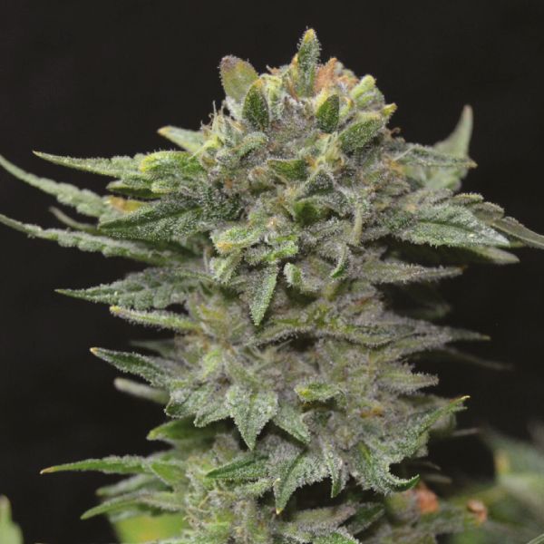 Northern Lights Seeds 