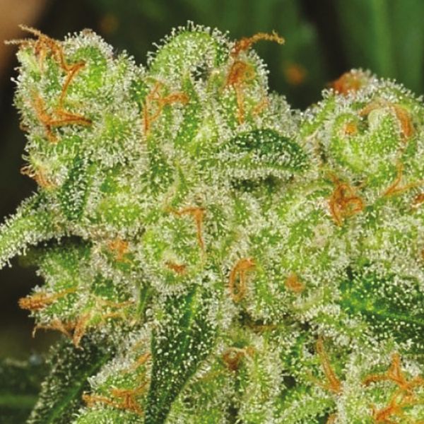 Auto Banana Kush 