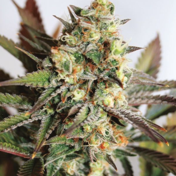 Buy Girl Scout Cookies Strain Seeds in the USA 