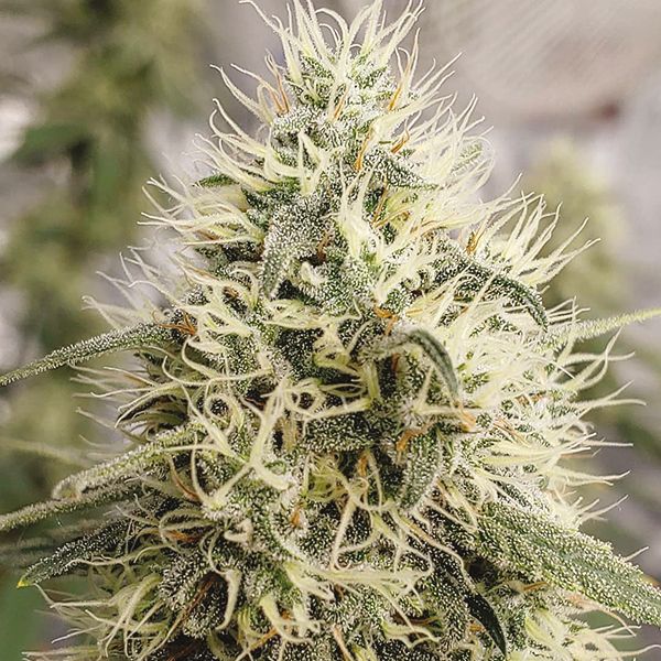 Buy Sour Kush Seeds online 