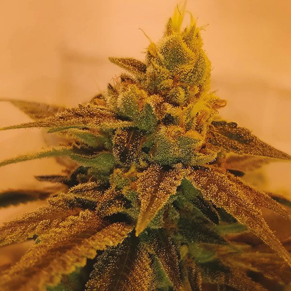 Strawberry Banana Fem