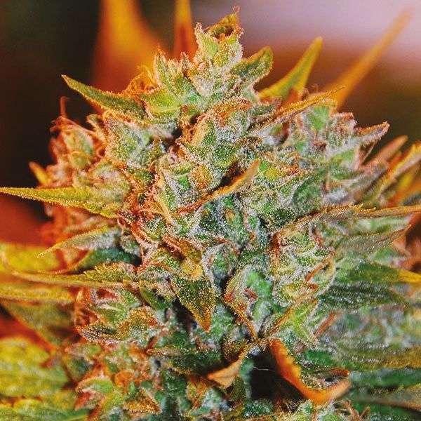 Auto Northern Lights x Big Bud Fem Auto Northern Lights x Big Bud Fem