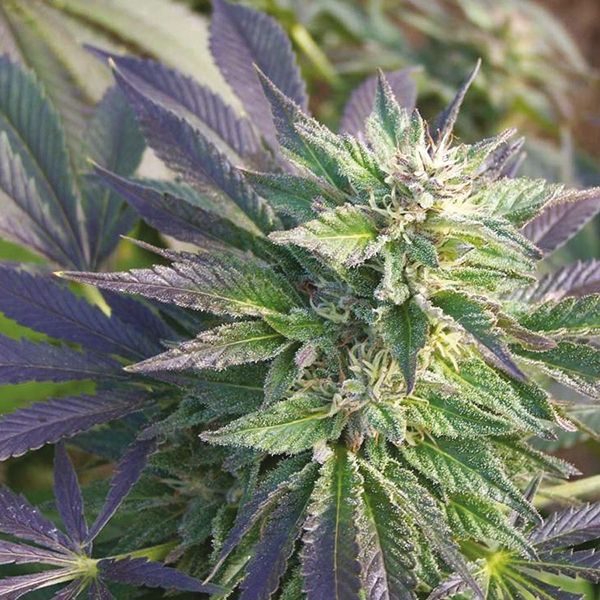 Blueberry CBD 1 to 16 