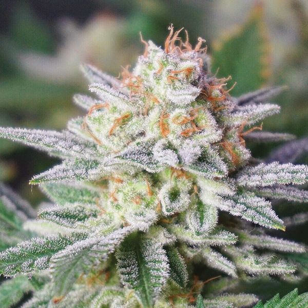 Skunk Diesel Fem Skunk Diesel Fem