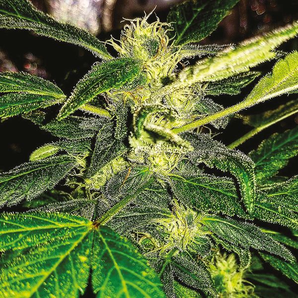 Auto G13 Fem Auto G13 Fem