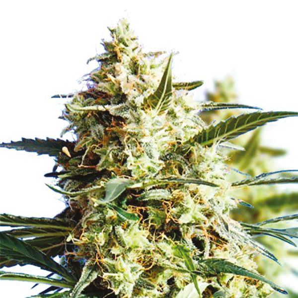 CBD Best Mango 1 to 1 Fem CBD Best Mango 1 to 1 Fem