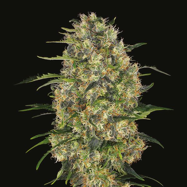 Black Domina Fast_1 