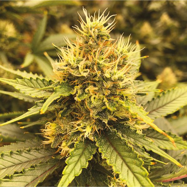 Sour Lemon Fem Sour Lemon Fem