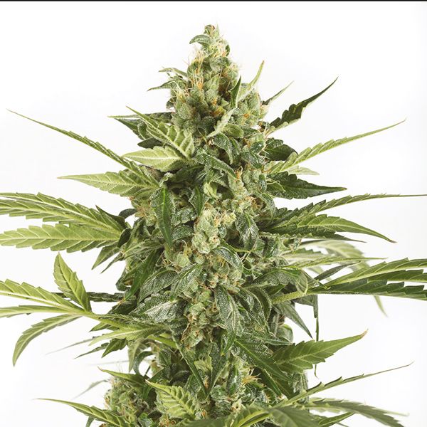 Auto Blue Cheese Fem Auto Blue Cheese Fem