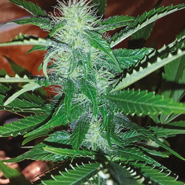 Auto Critical x AK47 Fem