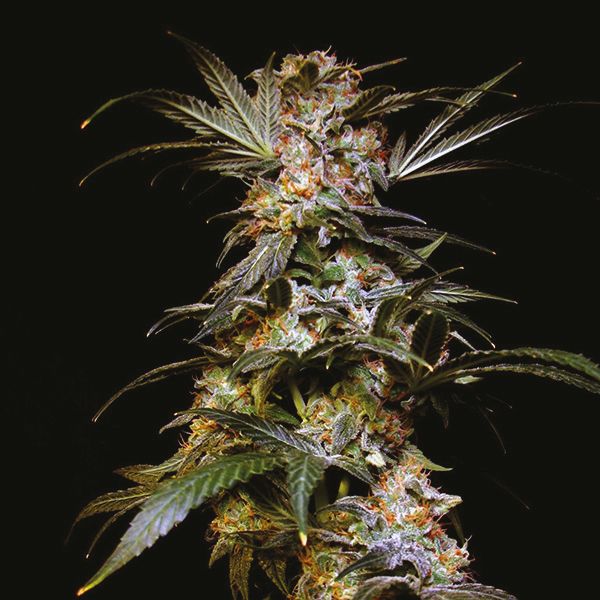 Black Domina Fast Fem Black Domina Fast Fem