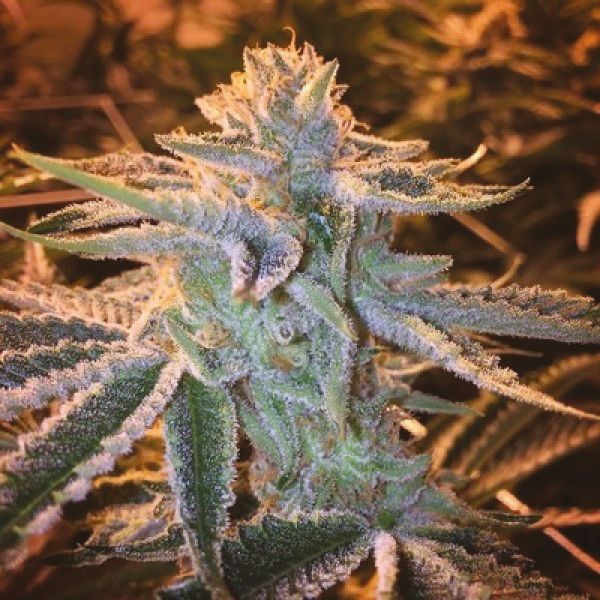 Girl Scout Cookies x Jack Herer Fem