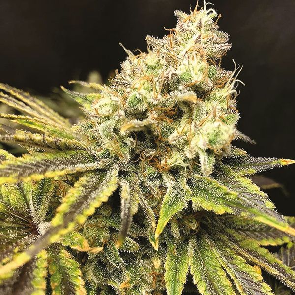 Afghan Kush x Super Skunk Fem Afghan Kush x Super Skunk Fem