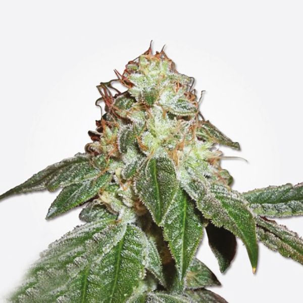 Hindu Kush Weed Seeds 