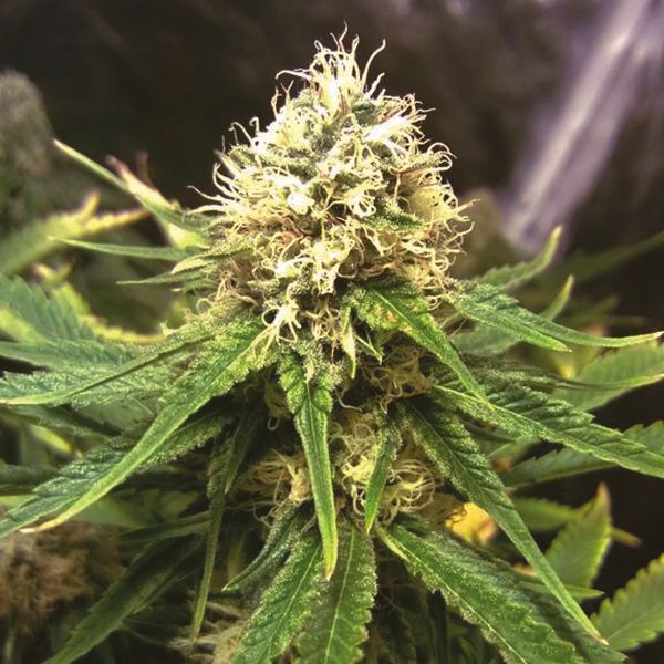 Auto Critical x AK47 Fem