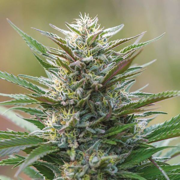 Master Kush Fem Master Kush Fem