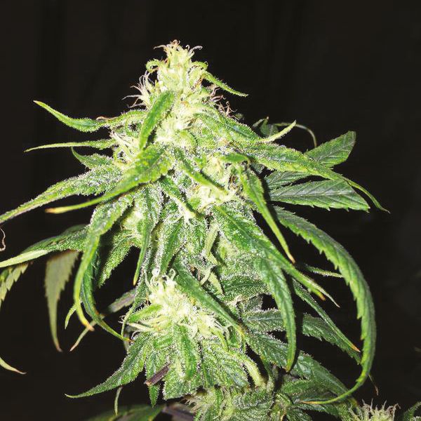 Early Skunk x Rosetta Stone Fem Early Skunk x Rosetta Stone Fem