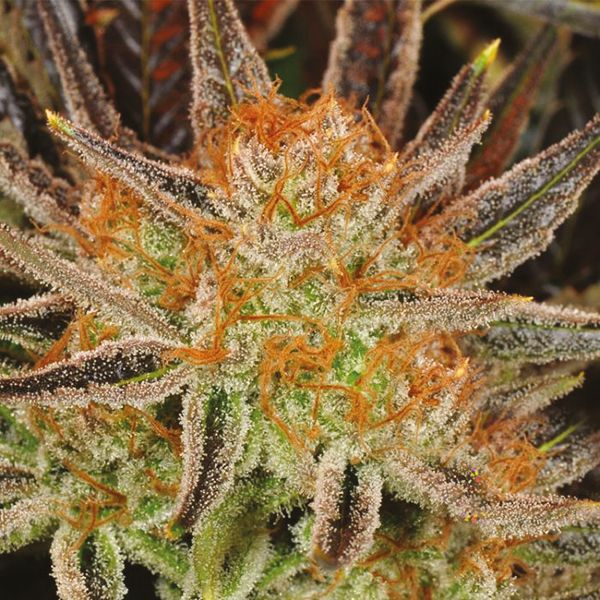 Grandaddy x Bruce Banner Fem