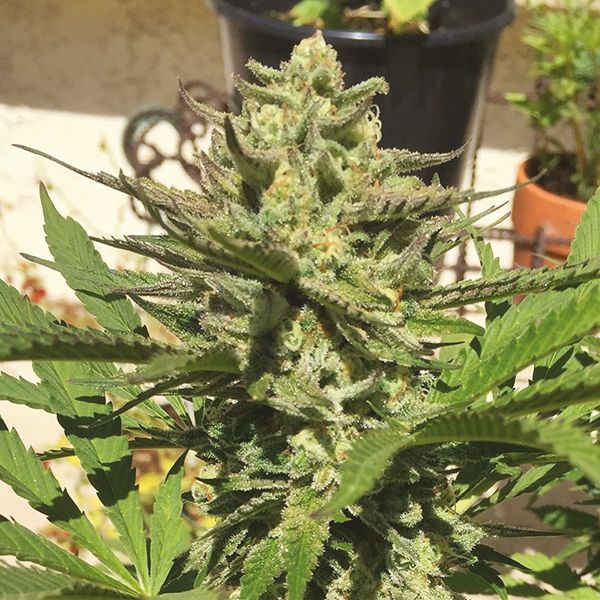 White Russian Fast Fem