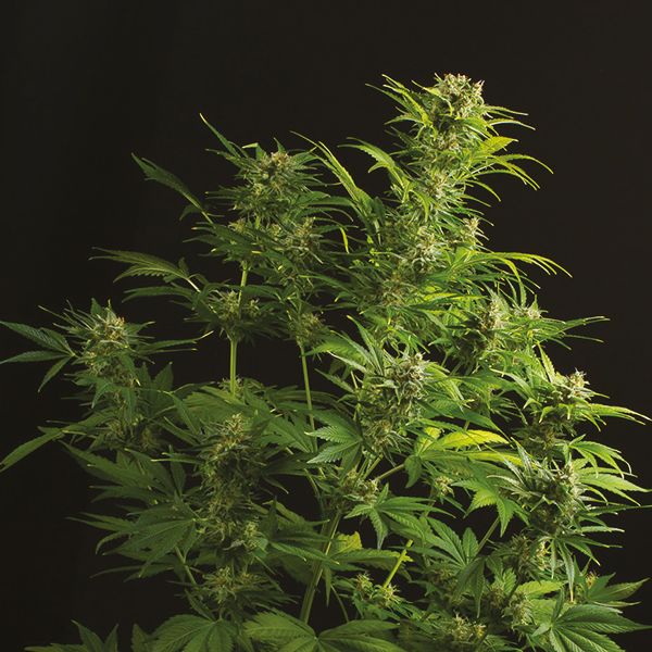 Autoflower Haze XL Strain USA 