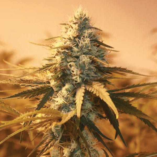 Auto AK47 Fem Auto AK47 Fem