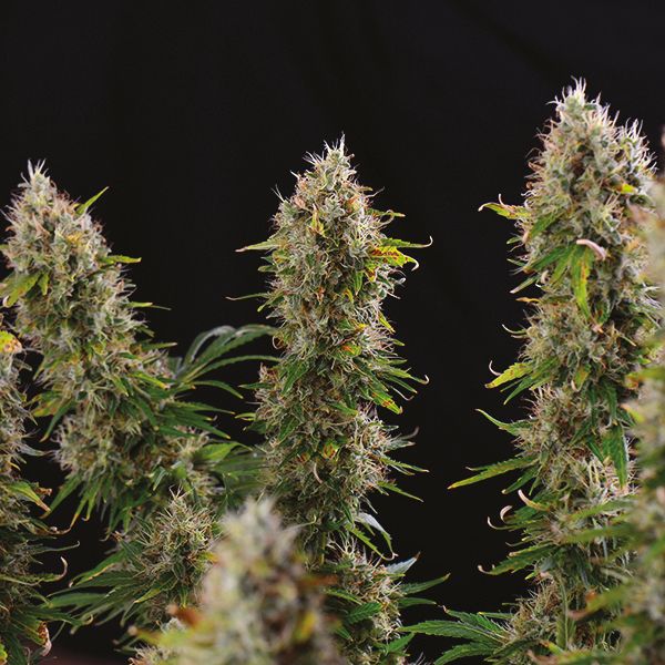 Auto Sour Diesel Fem Auto Sour Diesel Fem