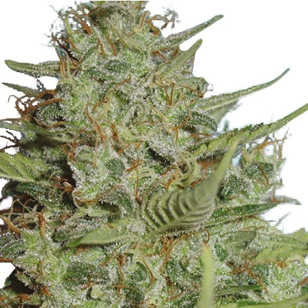 Chronic Widow Fem Chronic Widow Fem