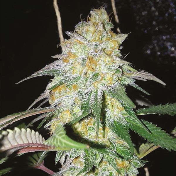 Skywalker x Girl Scout Cookies Fem