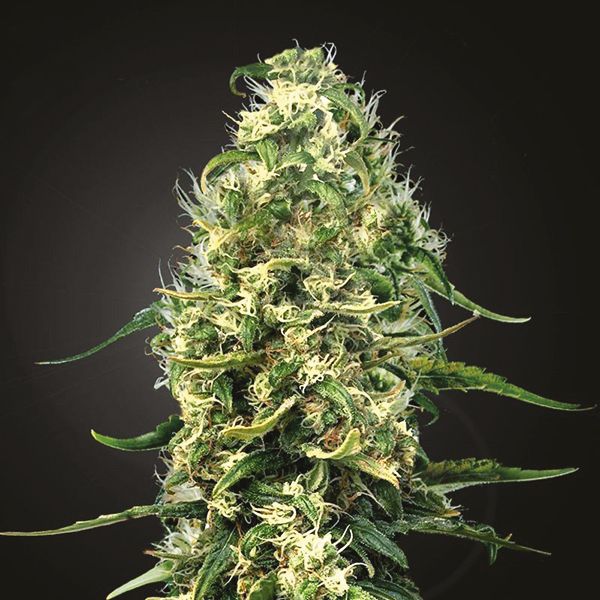 Buy CBD Super Silver Seeds Online USA 