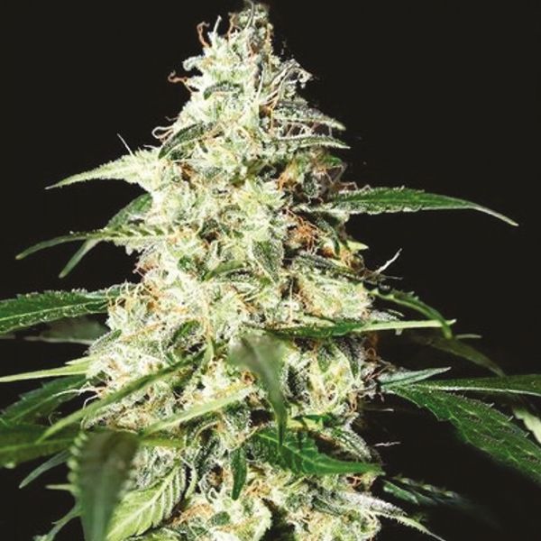 Auto Skunk Fem Auto Skunk Fem