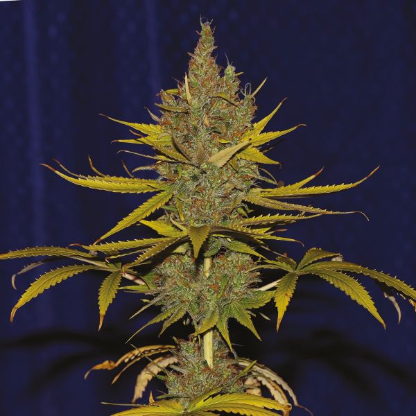 Cinderella 99 Blueberry Strain Seeds 