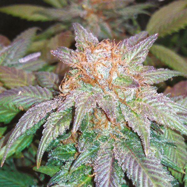 Critical x Cheese Candy Fem Critical x Cheese Candy Fem