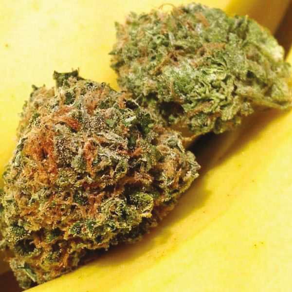 Banana Kush Fem