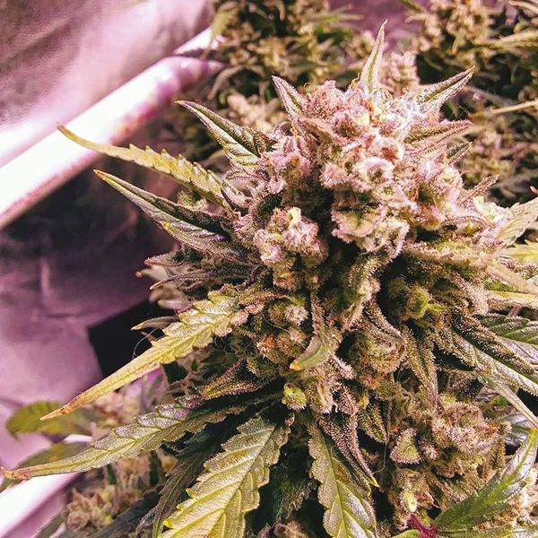 Auto Amnesia Fem Auto Amnesia Fem
