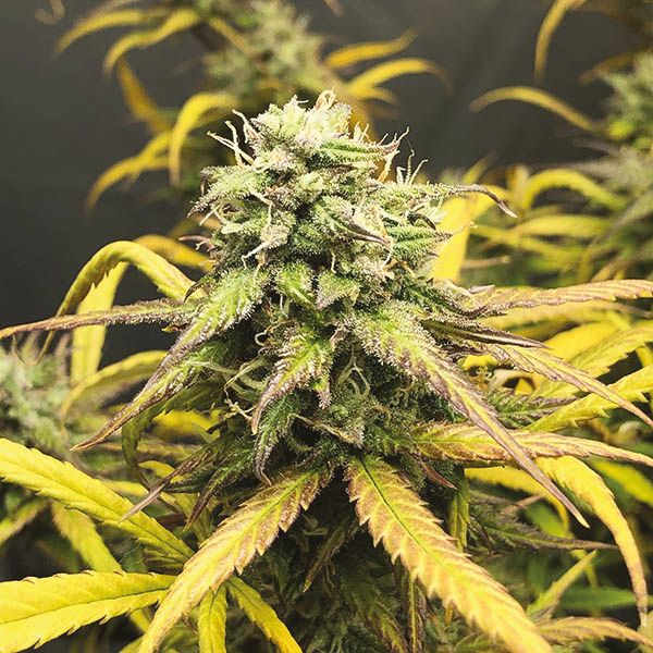 Amnesia x Ak47 Fem Amnesia x Ak47 Fem