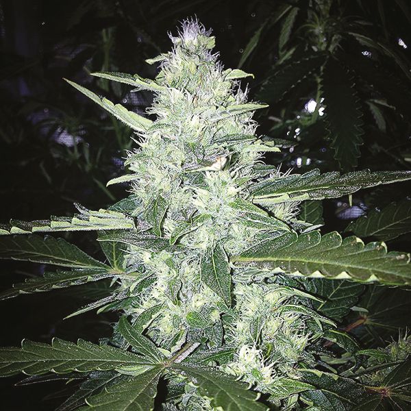 Auto Girl Scout Cookies Fem Auto Girl Scout Cookies Fem