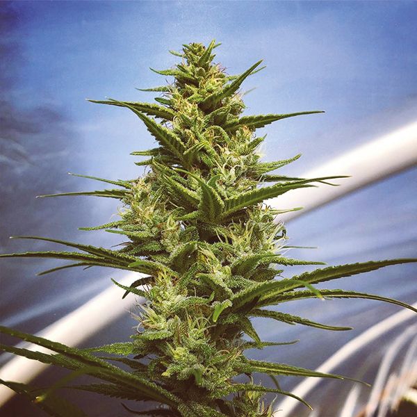 Auto Super Silver Haze Fem Auto Super Silver Haze Fem