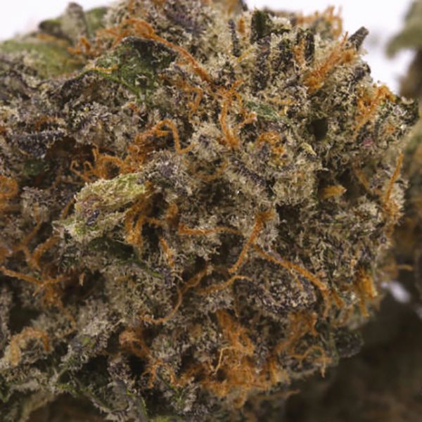 Blueberry x White Widow Fem Blueberry x White Widow Fem