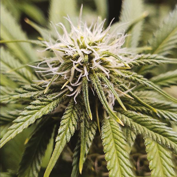 Gorilla Glue #4 x Zkittles Fem