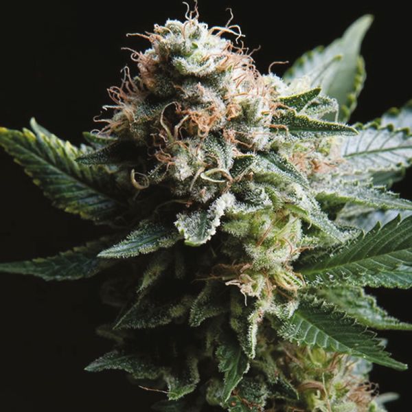 Buy White Widow CBD Strain Seeds in the USA 