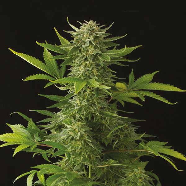 Auto Moby Dick Fem Auto Moby Dick Fem