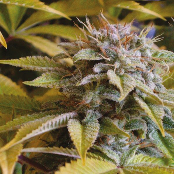 Mango Kush Fem Mango Kush Fem