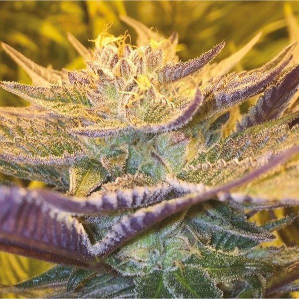GSC CBD Strain Seeds 