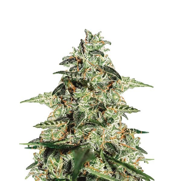 Auto Skunk Seeds 