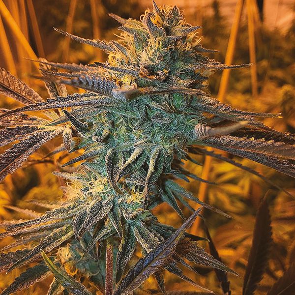 Girl scout cookies weed 