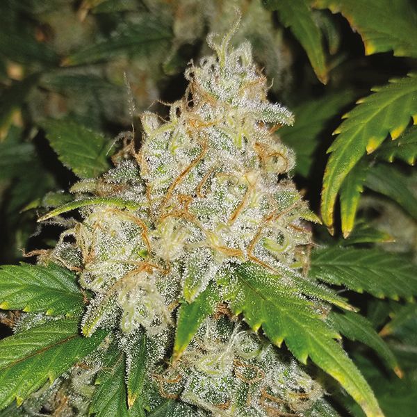 Auto Zkittlez Fem Auto Zkittlez Fem