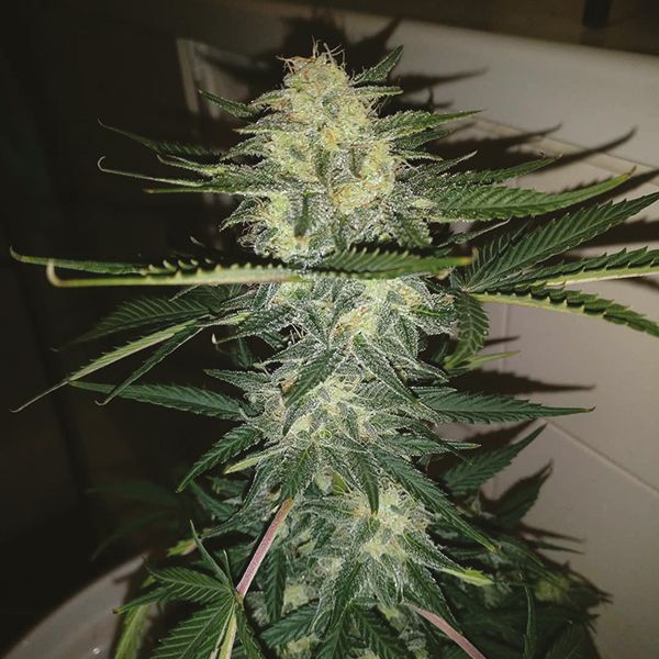 Auto Blue Amnesia Fem Auto Blue Amnesia Fem