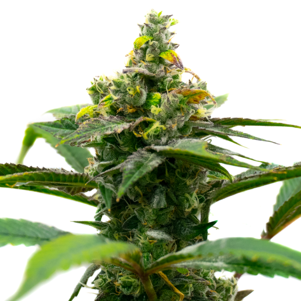 CBD Harlequin