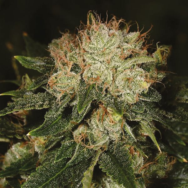 Auto Bruce Banner Fem Auto Bruce Banner Fem